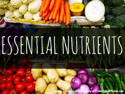 The Nutrient You Can’t Live Without